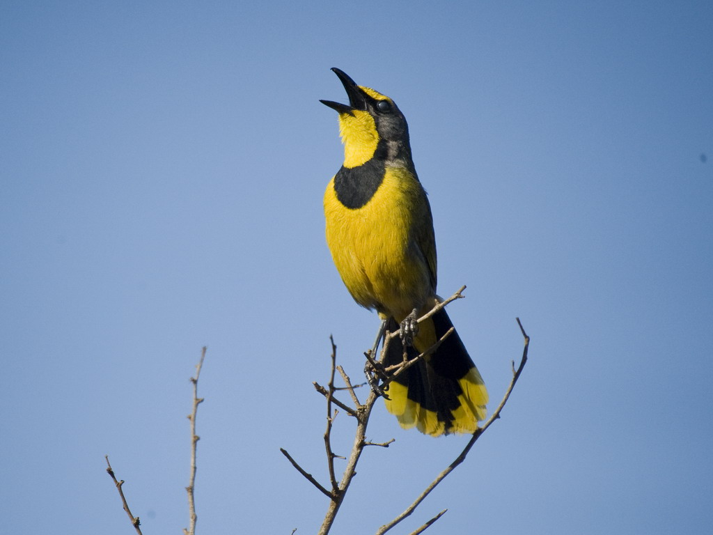 Buffelsdrift birds