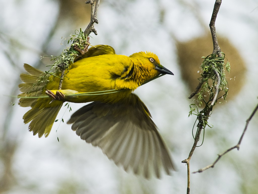Buffelsdrift birds