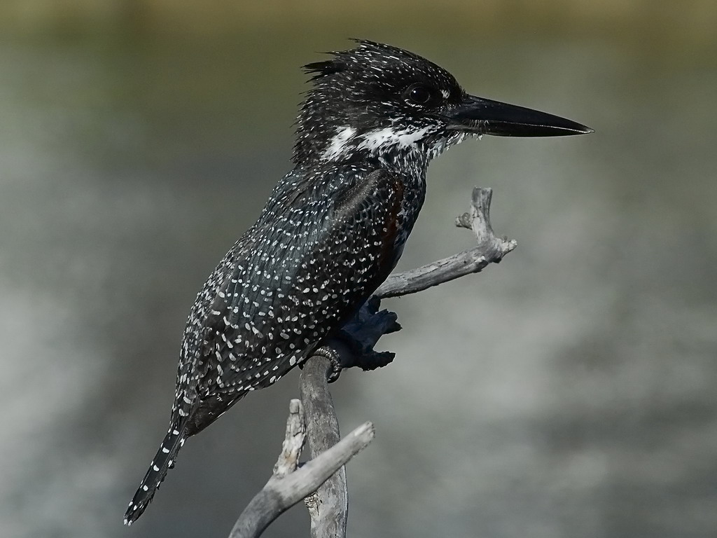 Buffelsdrift birds