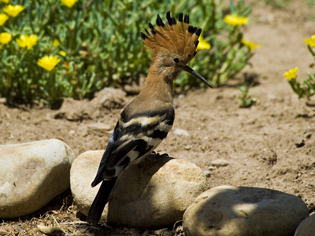 Buffelsdrift birds