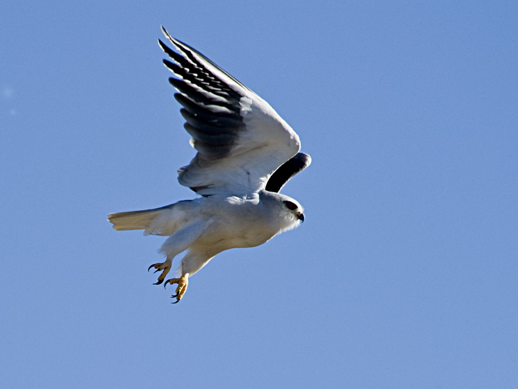Buffelsdrift birds