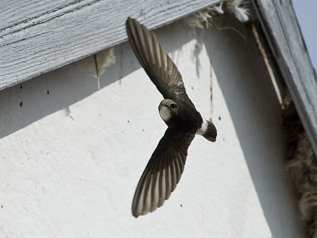 Buffelsdrift birds