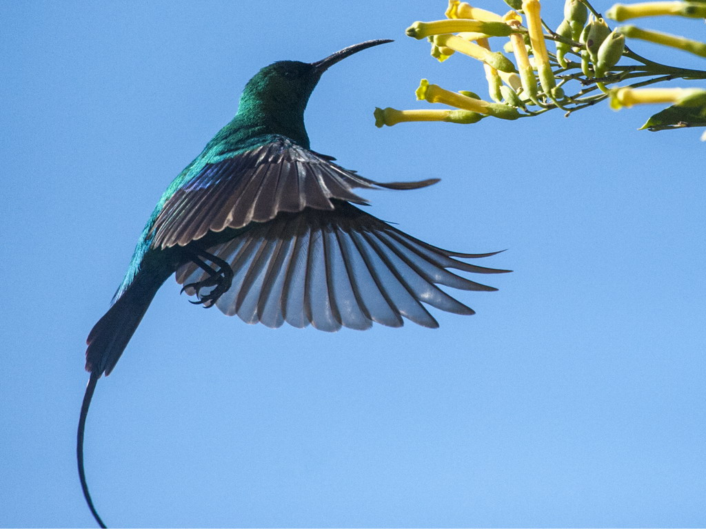 Buffelsdrift birds