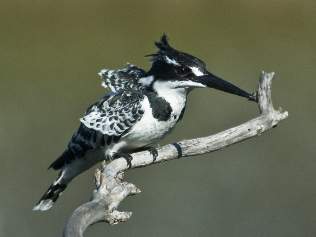 Buffelsdrift birds