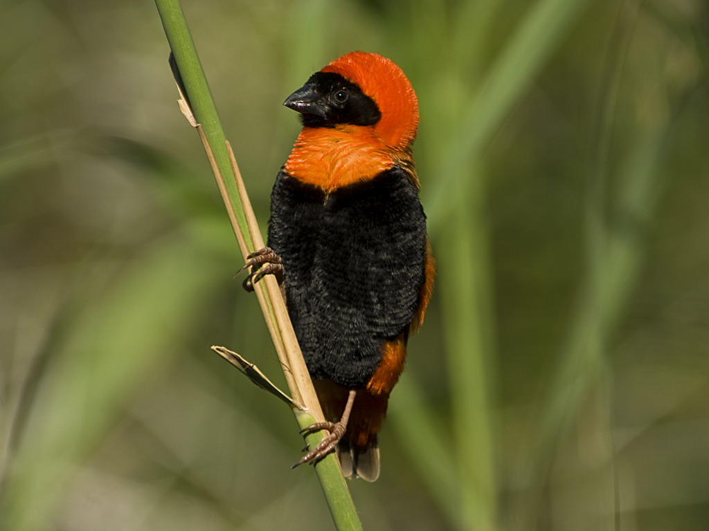 Buffelsdrift birds