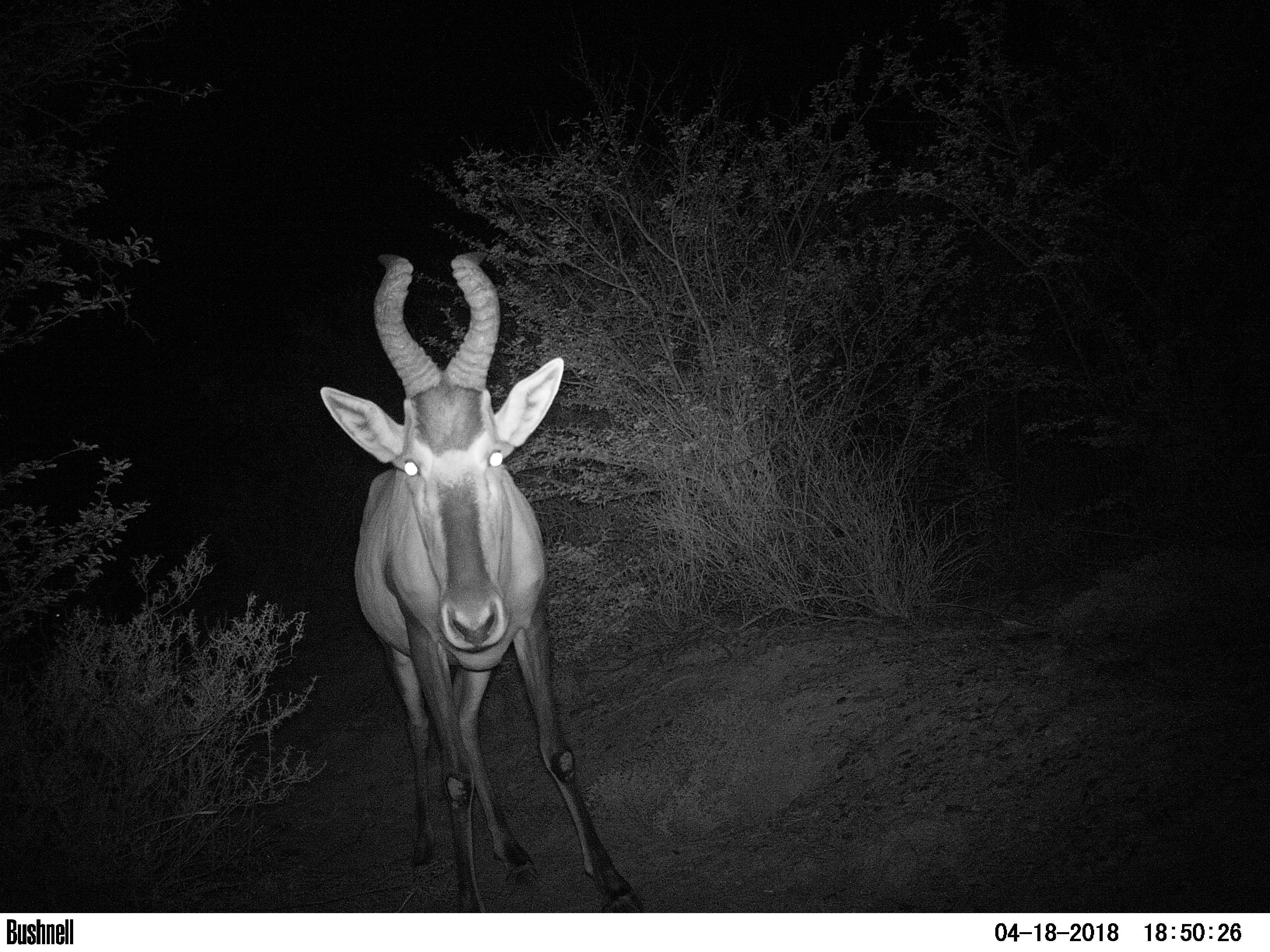 Buffelsdrift mammals