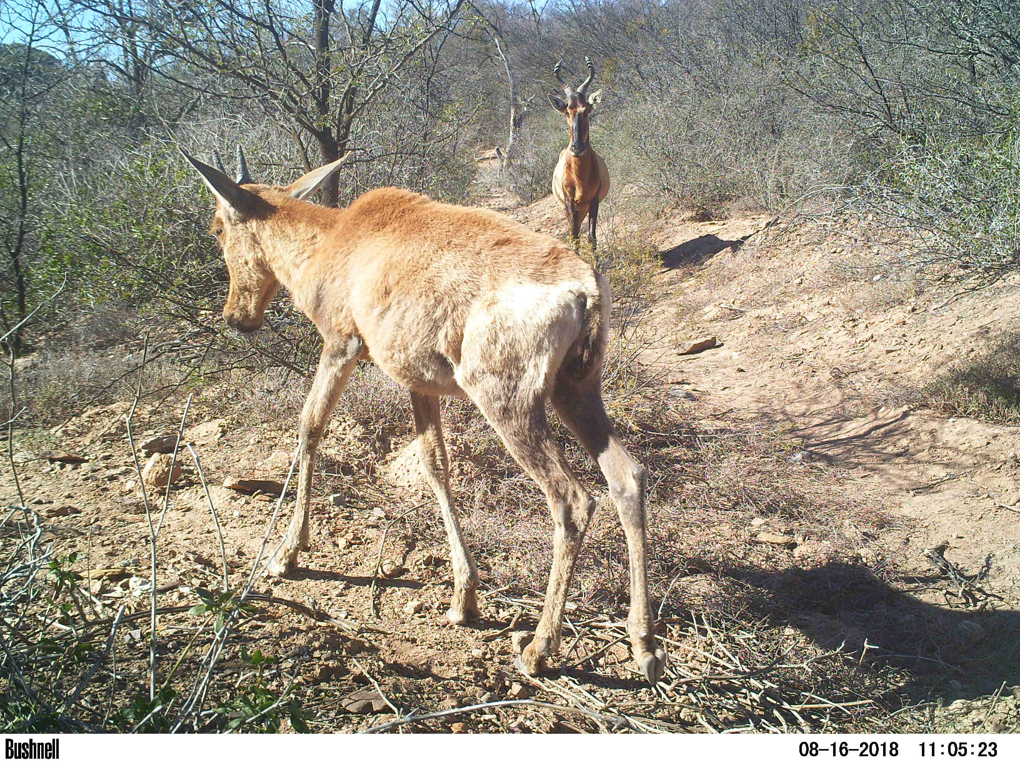 Buffelsdrift mammals