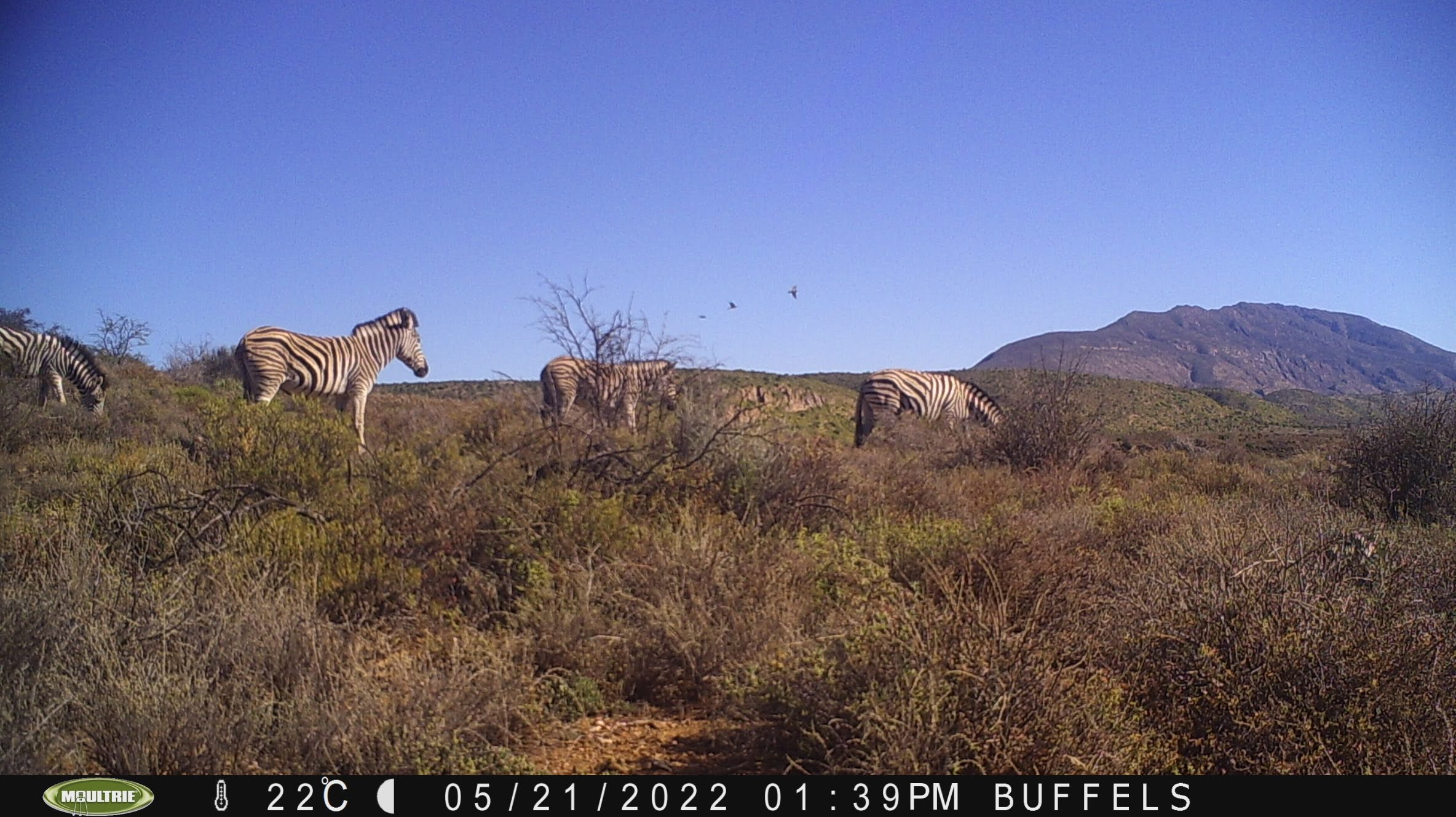 Buffelsdrift mammals