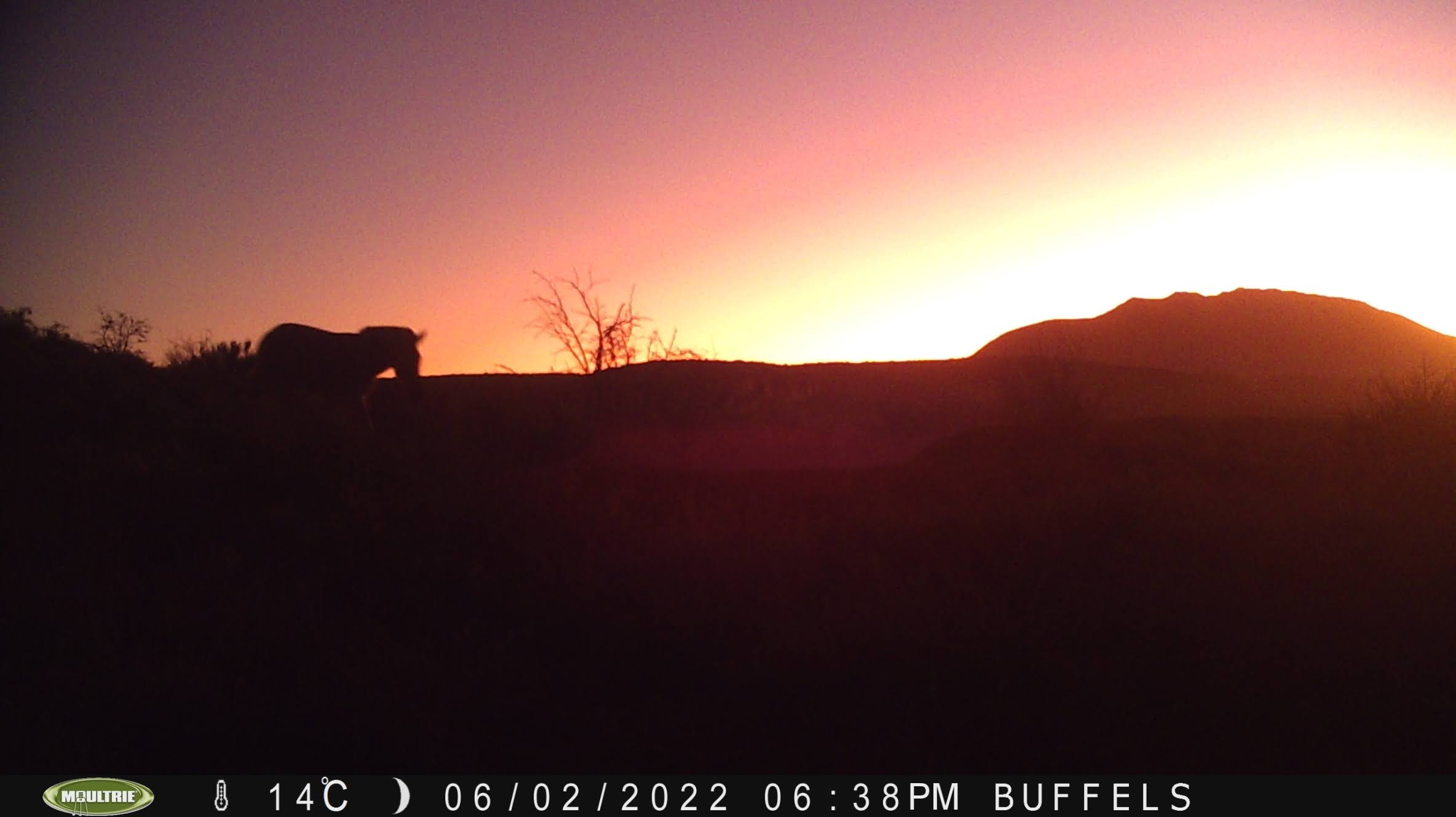 Buffelsdrift mammals