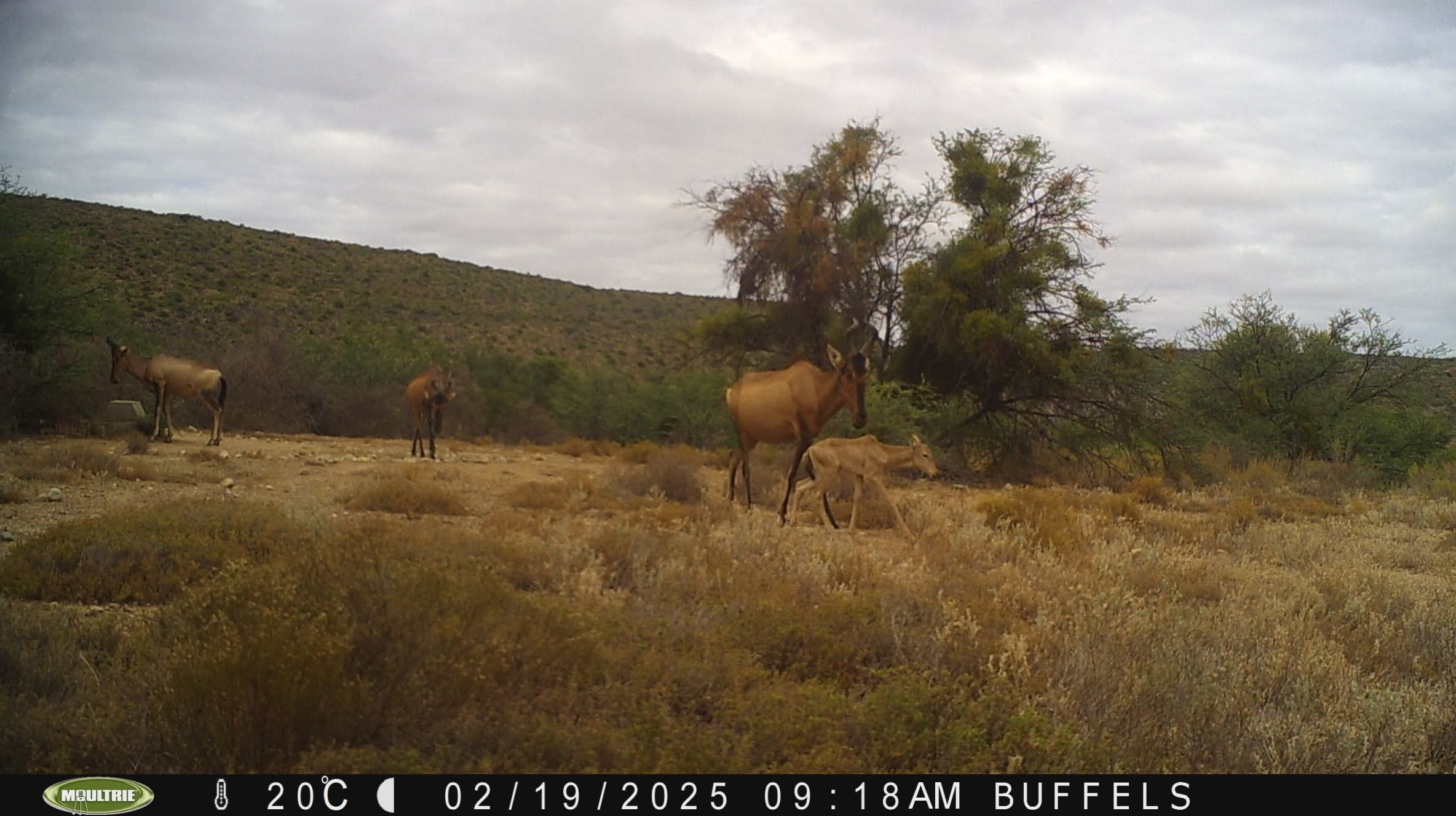 Buffelsdrift mammals