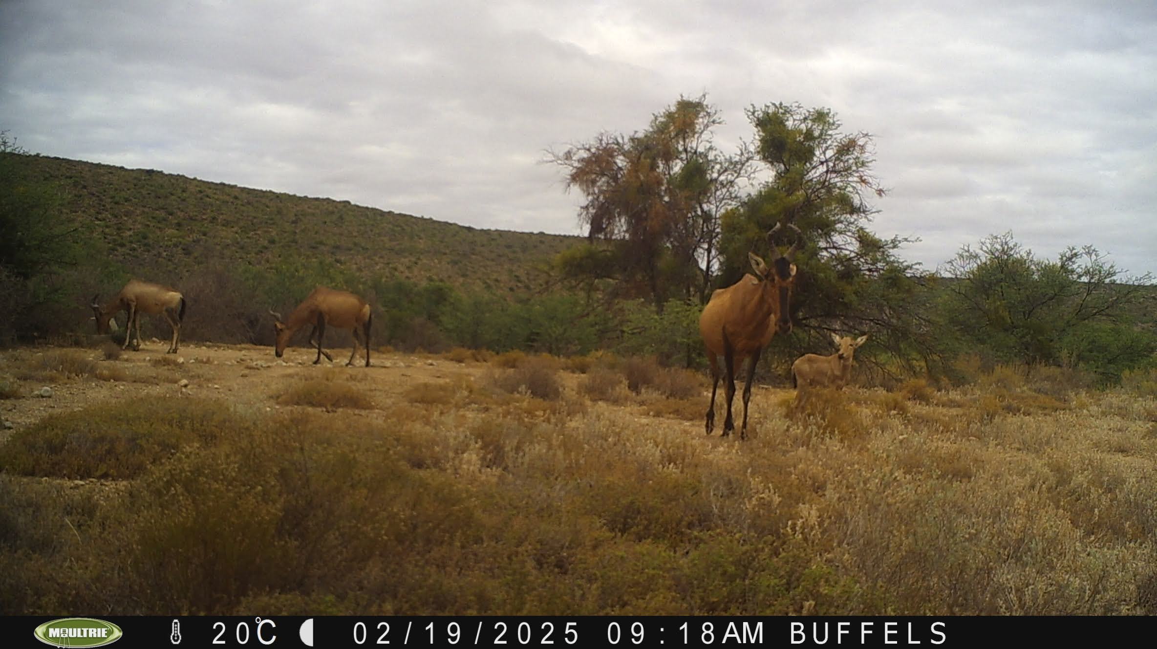 Buffelsdrift mammals