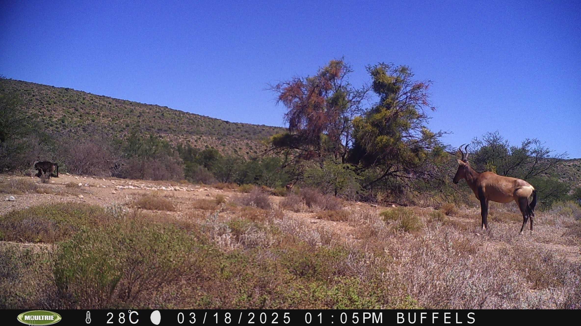 Buffelsdrift mammals