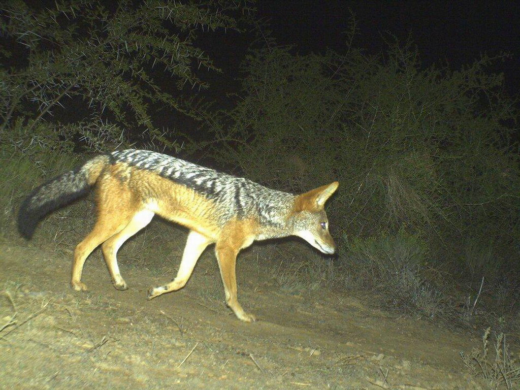 Buffelsdrift mammals