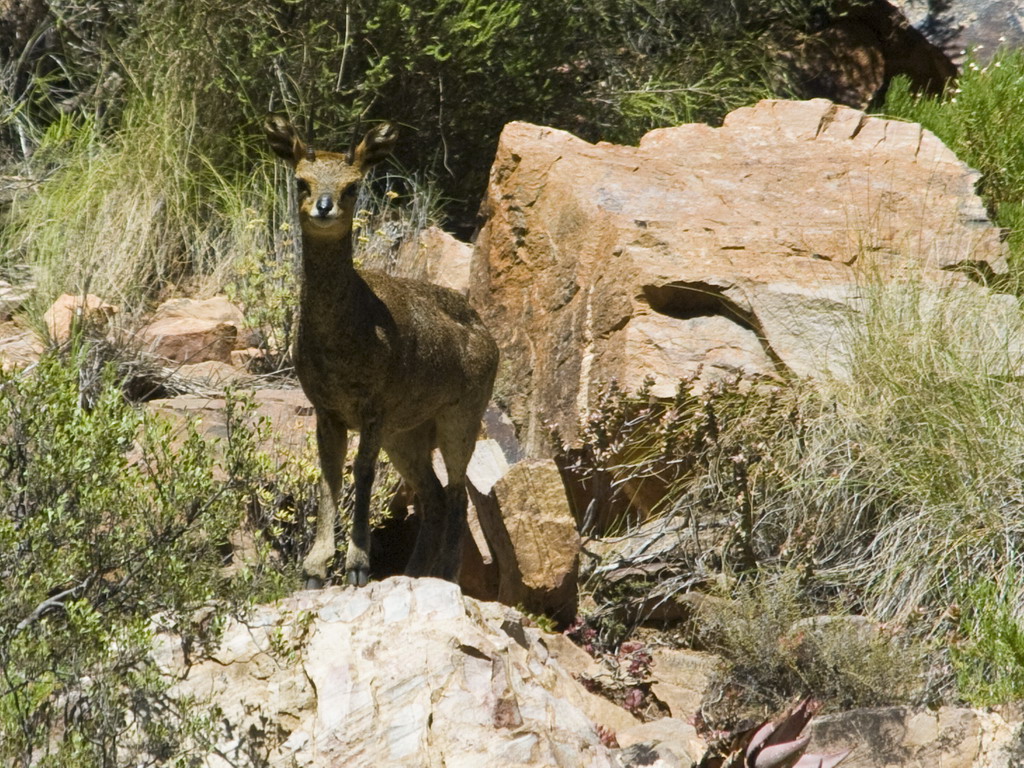 Buffelsdrift mammals