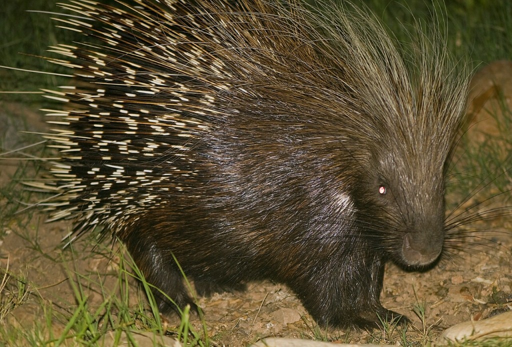 Buffelsdrift mammals