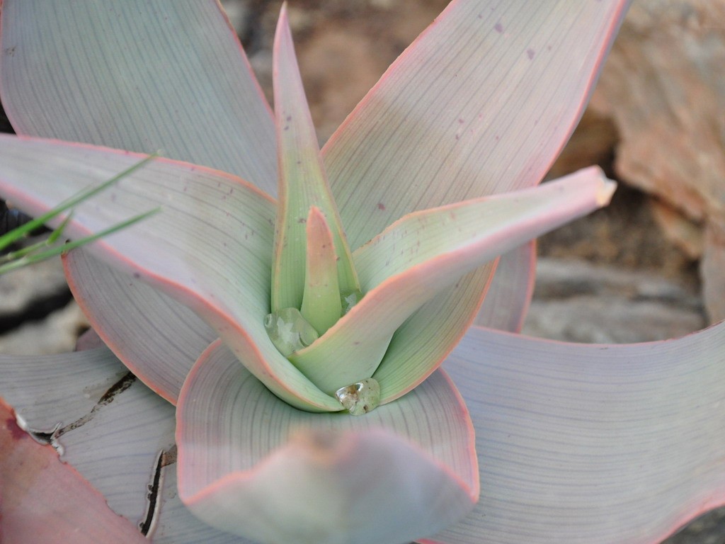 Buffelsdrift plants