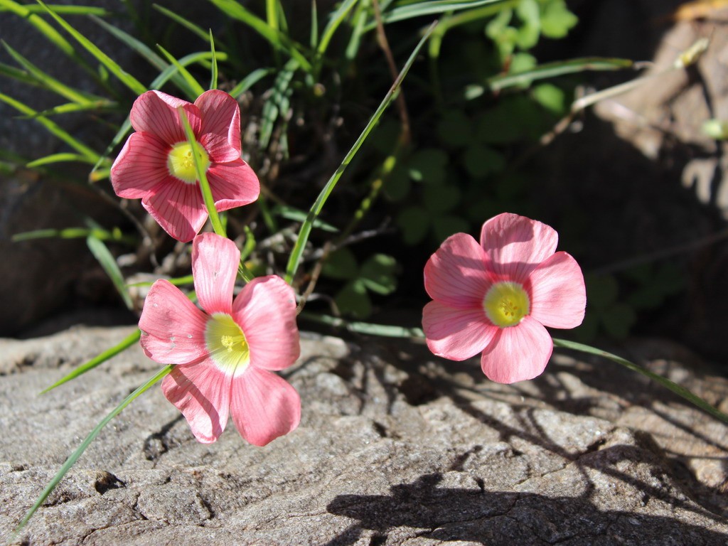 Buffelsdrift plants
