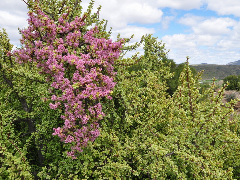 Buffelsdrift plants