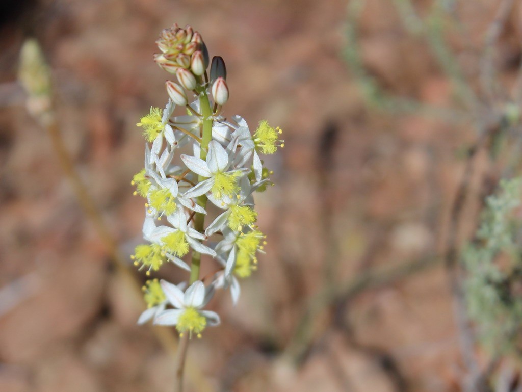 Buffelsdrift plants
