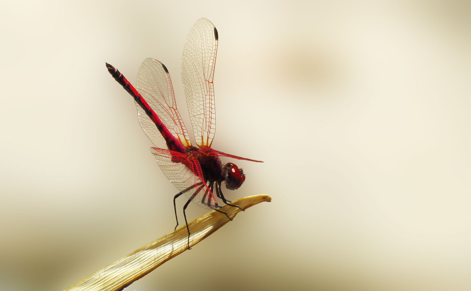 Buffelsdrift Conservancy insects