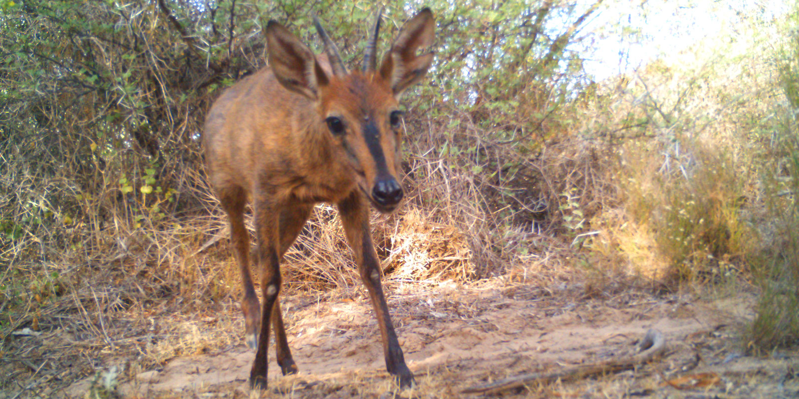 Buffelsdrift Conservancy duiker