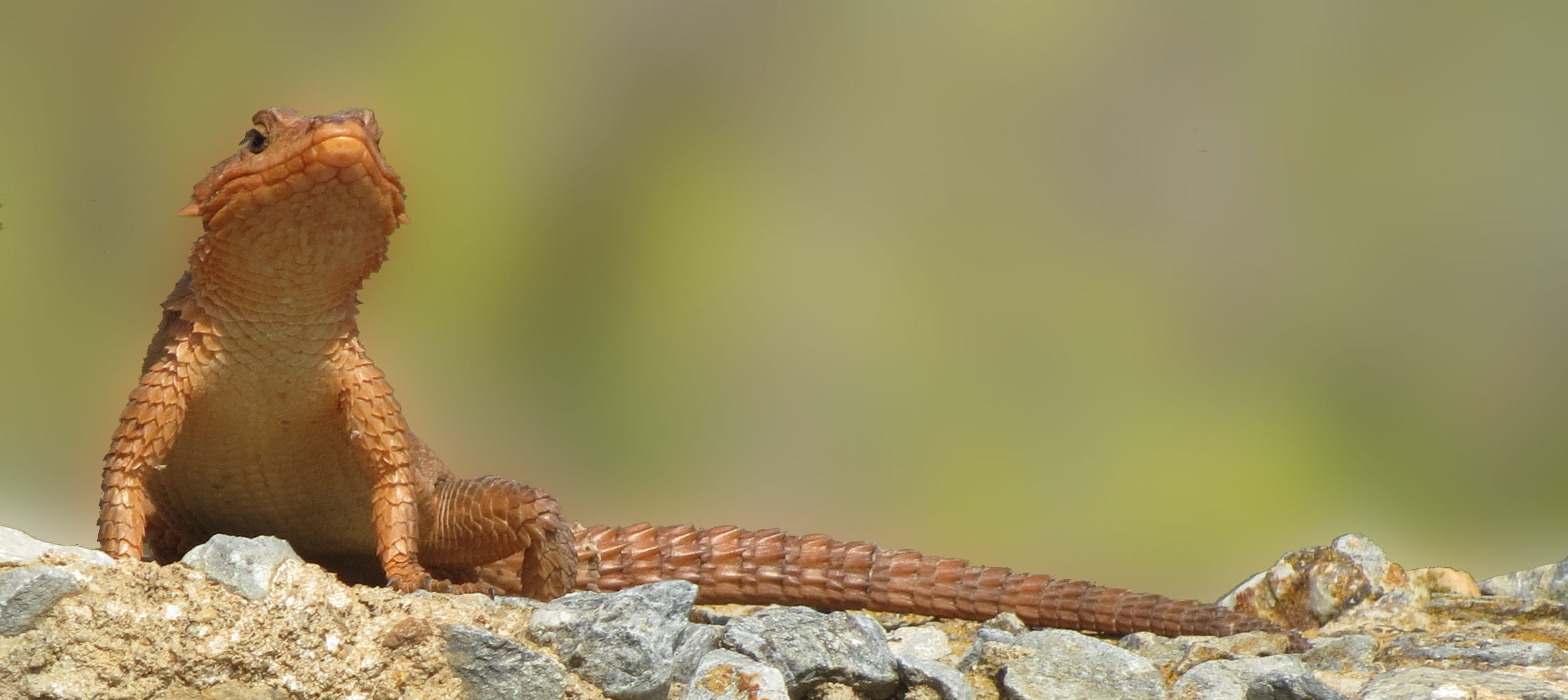 Buffelsdrift Conservancy girdled lizard