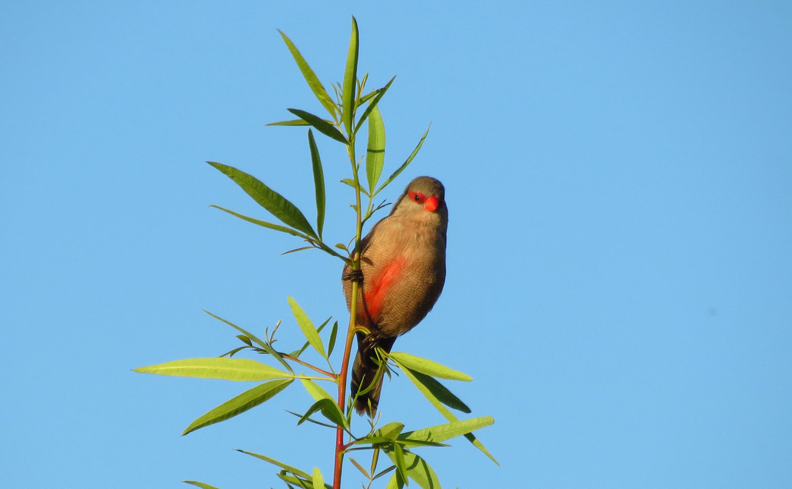 Buffelsdrift Conservancy waxbill