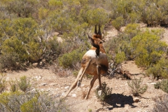 Hartebeest Scarper