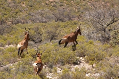 Hartebeeste gallop