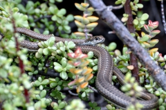 Karoo Whip Snake