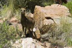 Klipspringer