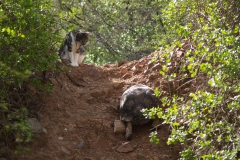 Cat meets Tortoise