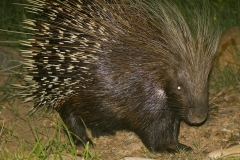 Porcupine