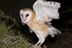 Barn Owl