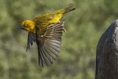 Cape Weaver