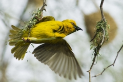 Cape Weaver