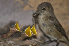 Chat and Chicks