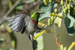 Double Collared Sunbird