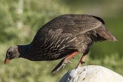 Francolin