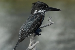 Giant Kingfisher 2