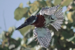 Giant Kingfisher