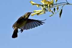 Honeysucker