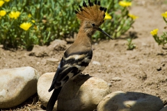 Hoopoe