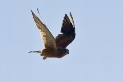 Kestrel