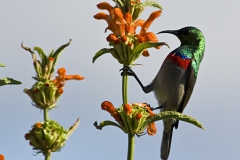 Lesser Double Colared Sunbird