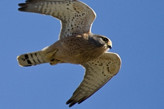 Lesser Rock Kestrel