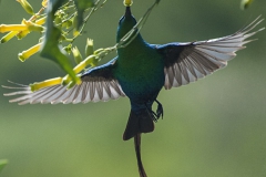 Malachite Sunbird