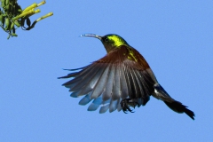 Malachite Sunbird