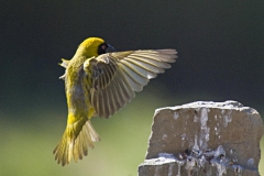 Masked Weaver 2