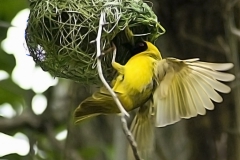 Masked Weaver